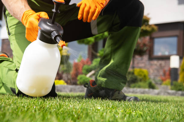 Best Ant Control Services  in St Hedwig, TX