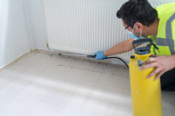 Best Pest Prevention Services  in St Hedwig, TX